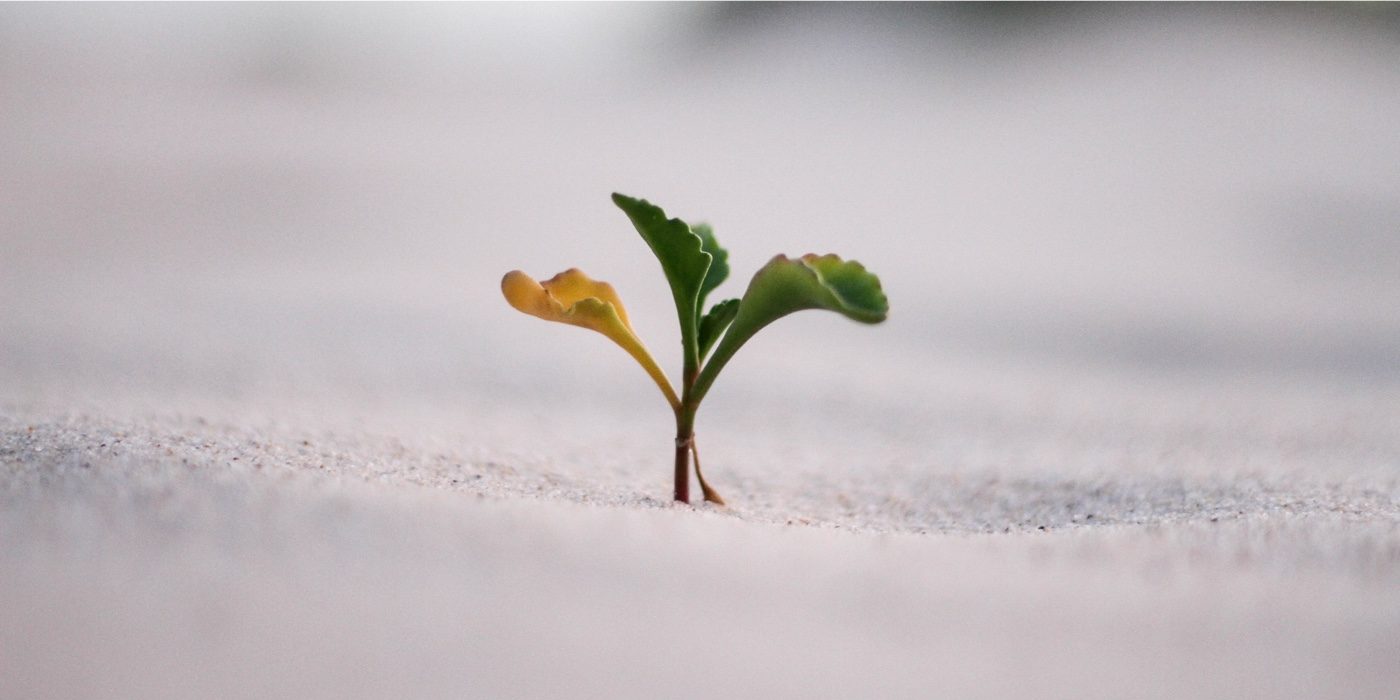 Jeremy Bishop, unsplash, trust sprout growing